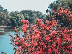 -中国科学院华南植物园