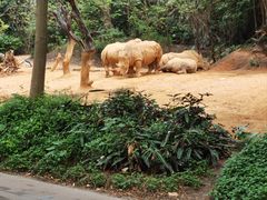 -广州长隆野生动物世界