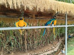 -西霞口神雕山野生动物世界