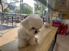 -艾贝尔宠物医院 ·中兽医·宠保定点(北门桥店)