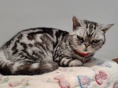 -有猫主题·治愈系猫咖(曾厝垵店)