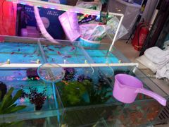 -武汉花鸟市场