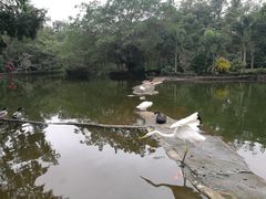 -海南热带野生动植物园