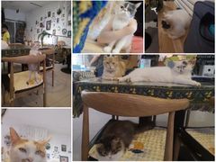 -平行世界·猫咖(首经贸店)