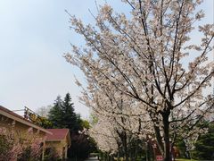 -扬州市茱萸湾风景区