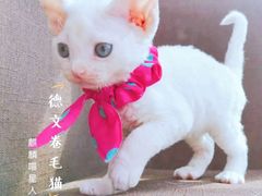 -十年猫舍·猫咪专门店(普陀店)