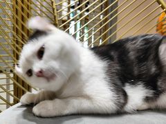 -藏猫猫咖啡主题馆(中央大道店)