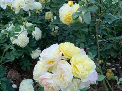 -人民公园(罗湖区)