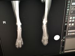 -爱侣宠医·鹦鹉专科·小型哺乳类·异宠专科(灵石路店)