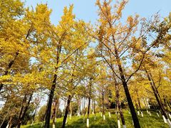 -重庆中央公园(渝北区)