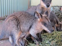 -费瑟代尔野生动物园