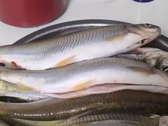 -龙川湾千岛湖国际垂钓中心