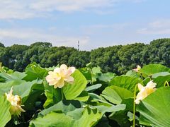 -荷塘月色湿地公园·向阳花洲