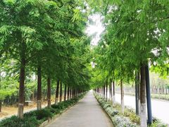 -上海长兴岛郊野公园