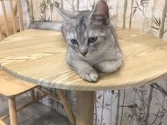 -楼上猫咖(罗湖店)