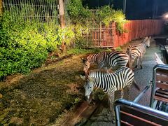 -清迈夜间动物园