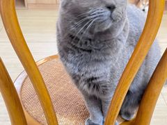 -是阿柴呀！柴犬咖啡·爱喵喵猫咖