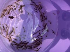 -华蓥山天意谷景区