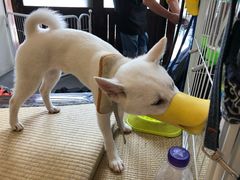 -逗柴咖啡屋·狗咖猫咖宠物桌游