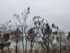 -东梓关景区村庄