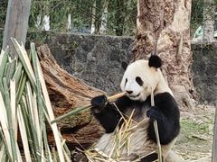 -都江堰中华大熊猫苑