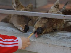 -莱西月湖公园