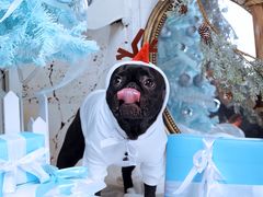 -超宠爱宠物摄影-Super pet