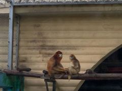 -西安秦岭野生动物园