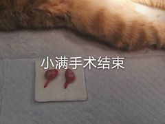 -艾贝尔宠物医院·24H转诊中心·肿瘤猫专科(江宁双龙店)
