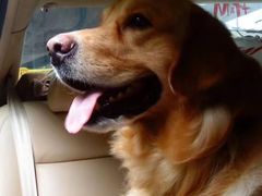 -彩虹桥宠物火化殡葬善终服务(金乐大厦店)