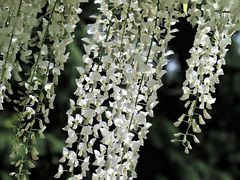 -嘉定紫藤园