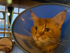 -蓝鲸·缅因猫舍