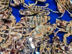 -三亚火车头万人海鲜广场