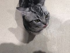 -藏猫猫咖啡主题馆(中央大道店)