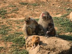 -石家庄市动物园