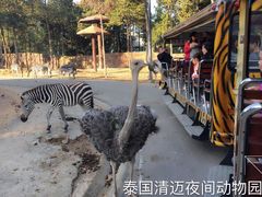 -清迈夜间动物园