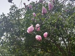 -金鸡湖桃花岛