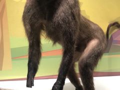 -陕西自然博物馆