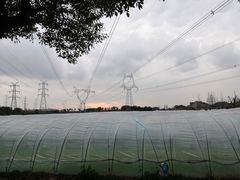 -喜杨洋草莓采摘园