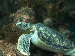 -上海海洋水族馆