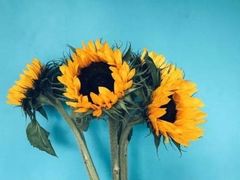 -卡旺卡(合肥北城世纪金源店)