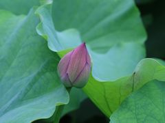 -陈家山荷花公园