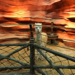 -酷嗒动物文化乐园(cutezoo西溪乐天城店)