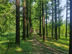 -黄海国家森林公园