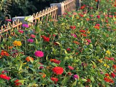 -何家一碗面(南大街店)