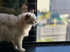-楼上猫咖(罗湖店)