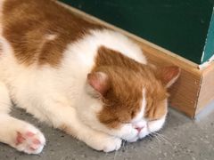 -飞行喵MR PILOT|猫舍·猫咖(静安大融城店)