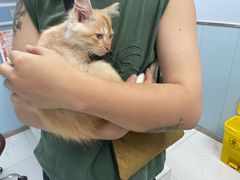 -纳吉亚猫专科动物诊疗中心(蒋宅口分院)