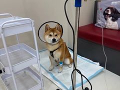 -御宝贝24h宠物医院·转诊中心·CT核磁血透中心(厦门总院)