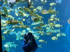 -太平洋海底世界